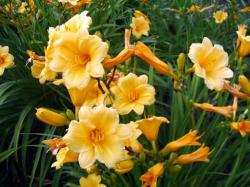 Perene: Hemerocallis Stella D`Oro